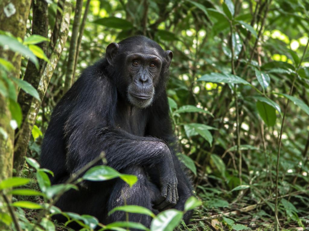 A wild chimpanzee sitting calmly in the Mahale forest