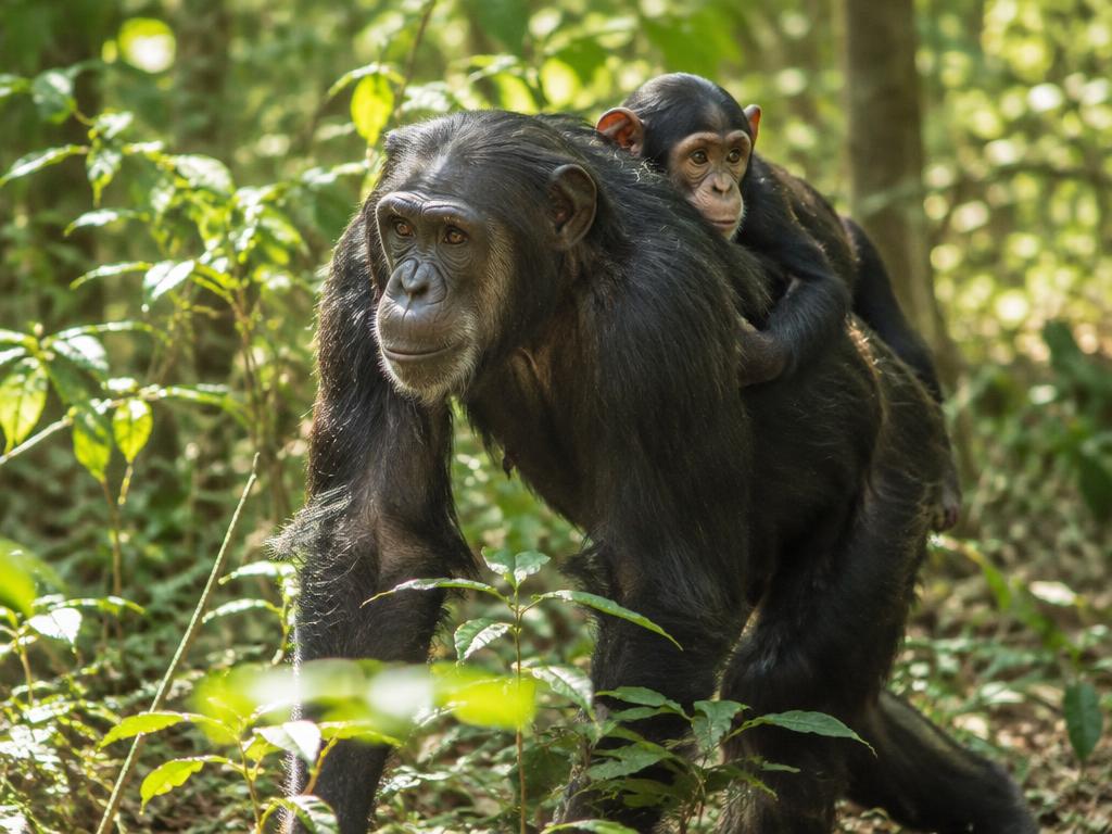A mother chimpanzee carrying her infant through the forest